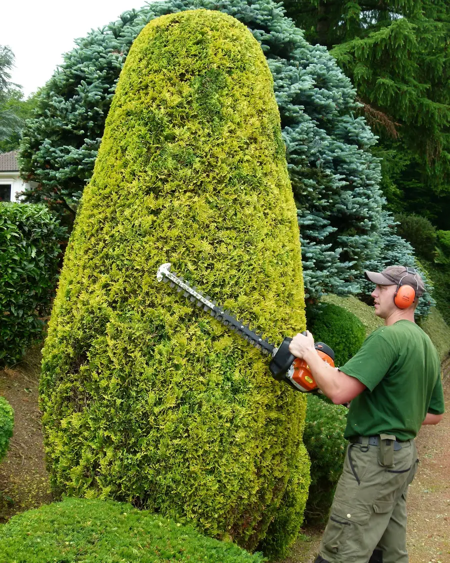 Gärtner schneidet eine hohe, goldgelbe Formhecke mit der Heckenschere