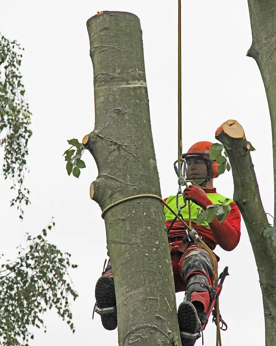 Mitarbeiter in Seilklettertechnik beim Abtragen einer Buche, Stammstück für Stammstück