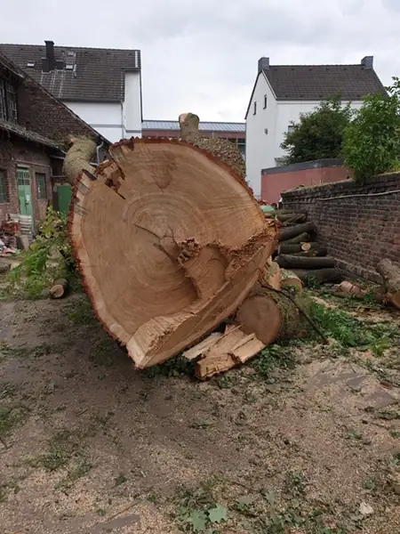 Baumfällung – Foto 12 von 21
