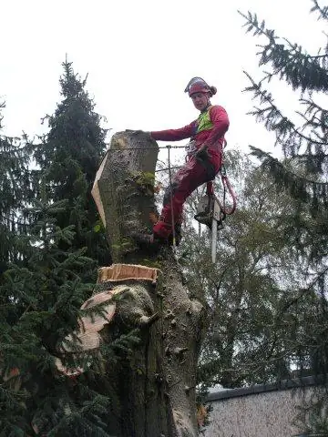 Baumfällung – Foto 13 von 21