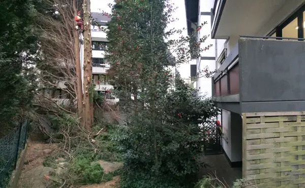 Baumfällung – Foto 17 von 21
