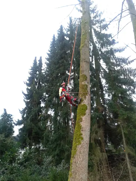 Baumfällung – Foto 21 von 21