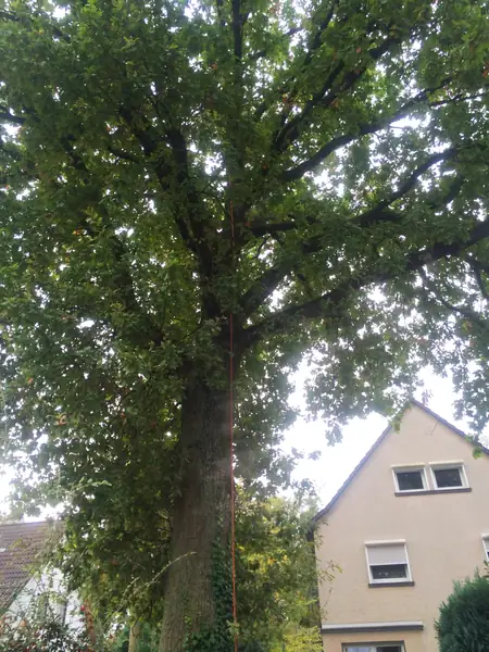 Baumfällung – Eiche – Foto 2 von 8