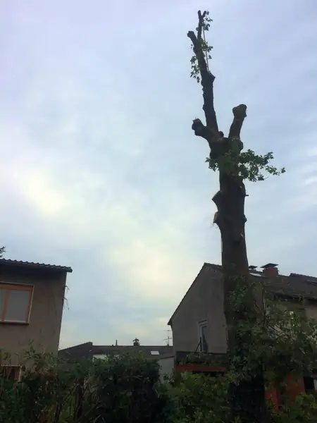Baumfällung – Eiche – Foto 5 von 8