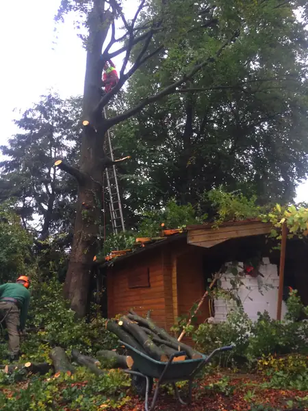 Baumfällung – Eiche – Foto 7 von 8