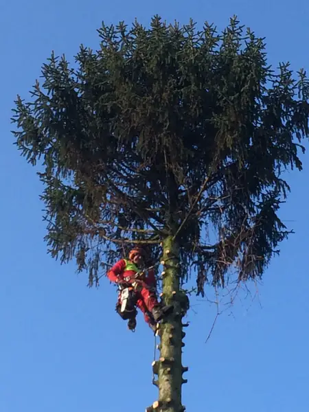 Baumfällung – Tanne – Foto 3 von 6