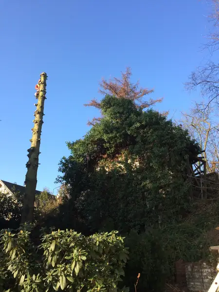 Baumfällung – Tanne – Foto 6 von 6