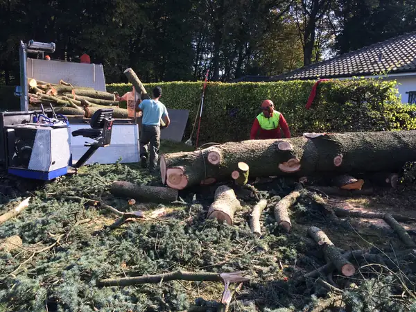Baumfällung – Zeder 29 m – Foto 2 von 59