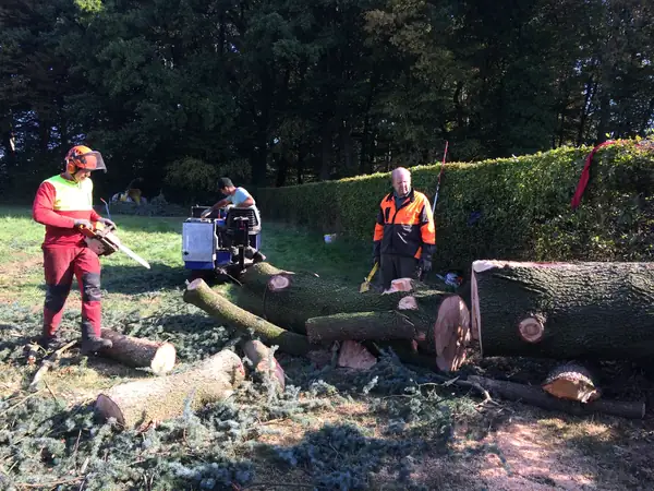 Baumfällung – Zeder 29 m – Foto 4 von 59
