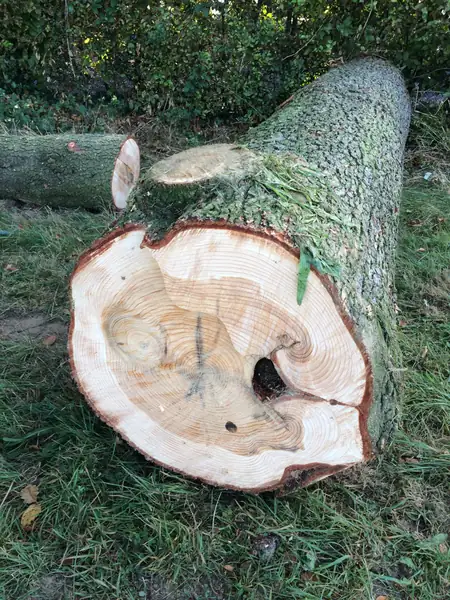 Baumfällung – Zeder 29 m – Foto 5 von 59