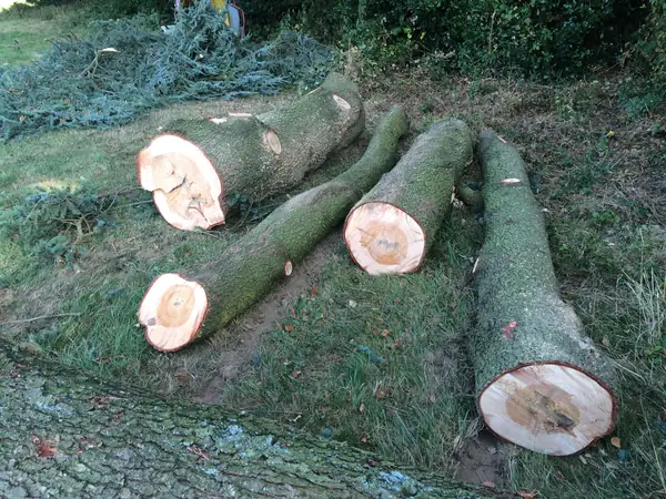 Baumfällung – Zeder 29 m – Foto 8 von 59