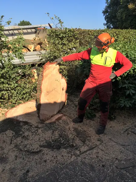 Baumfällung – Zeder 29 m – Foto 12 von 59
