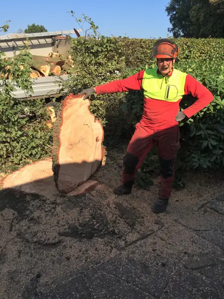 Baumfällung – Zeder 29 m – Foto 13 von 59