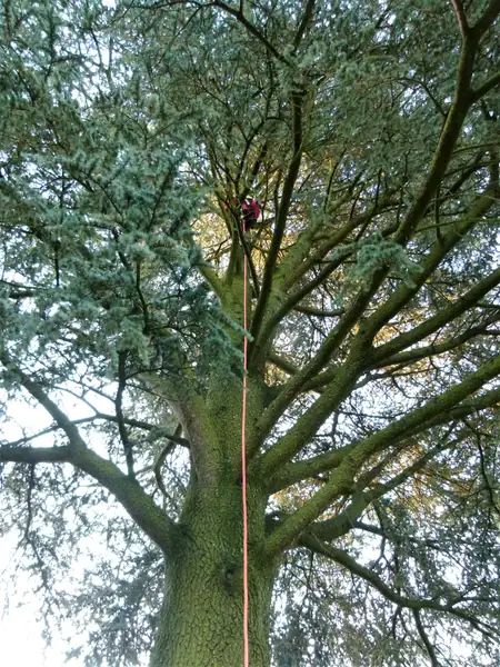 Baumfällung – Zeder 29 m – Foto 24 von 59