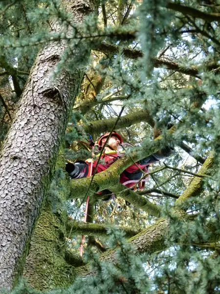 Baumfällung – Zeder 29 m – Foto 25 von 59
