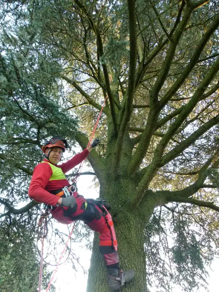 Baumfällung – Zeder 29 m – Foto 27 von 59
