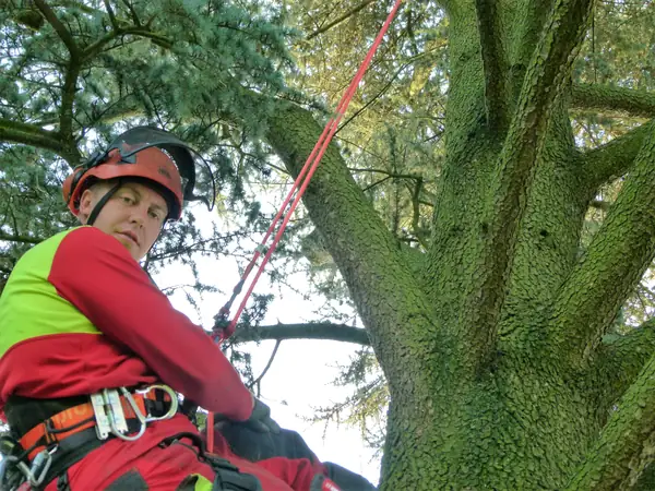 Baumfällung – Zeder 29 m – Foto 28 von 59