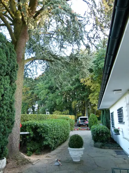 Baumfällung – Zeder 29 m – Foto 36 von 59