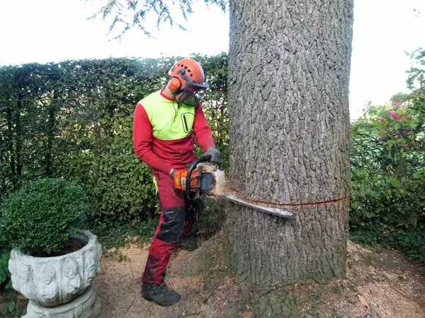 Baumfällung – Zeder 29 m – Foto 39 von 59
