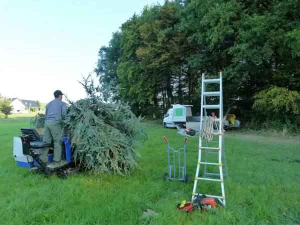 Baumfällung – Zeder 29 m – Foto 54 von 59