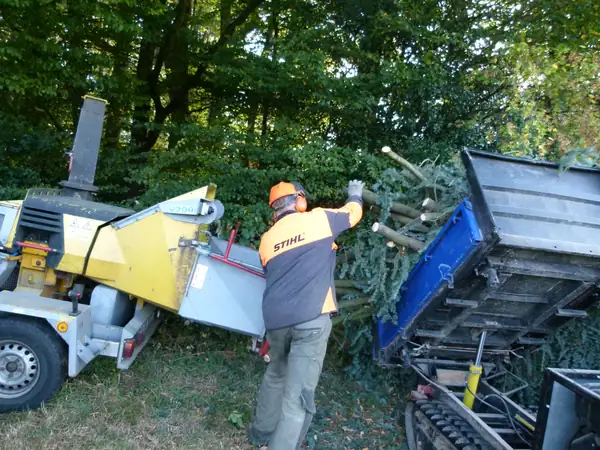 Baumfällung – Zeder 29 m – Foto 56 von 59