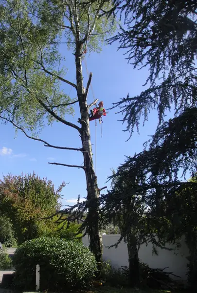 Baumpflege – Foto 2 von 10