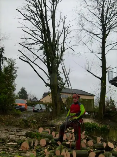 Baumpflege – Foto 8 von 10