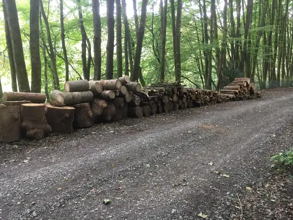 Brennholz – Foto 11 von 11