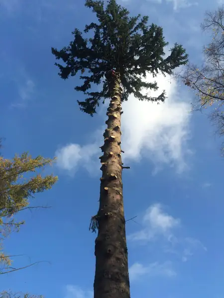Fällung 30 Meter Tanne – Foto 2 von 4