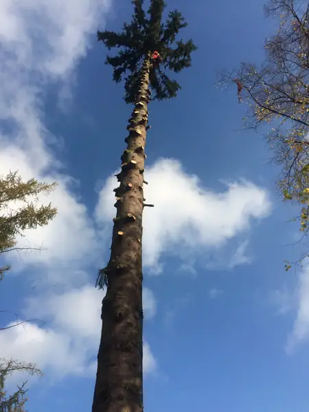 Fällung 30 Meter Tanne – Foto 3 von 4