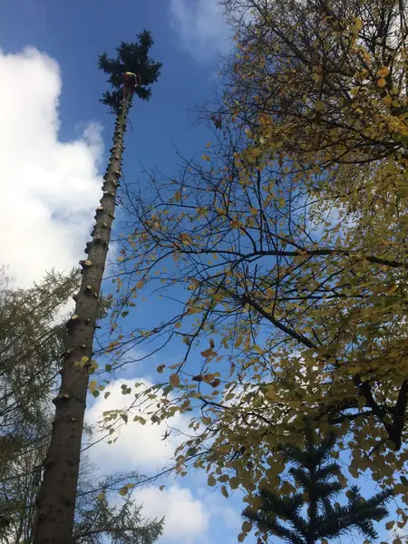 Fällung 30 Meter Tanne – Foto 4 von 4