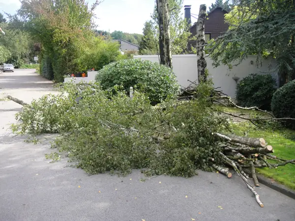 Baumfällung – Birke – Foto 9 von 17