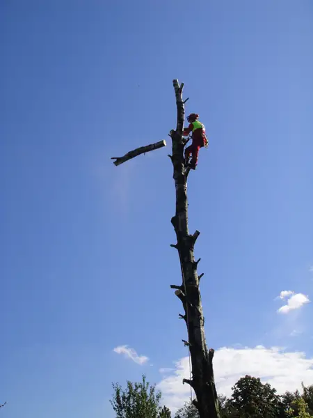 Baumfällung – Birke – Foto 15 von 17