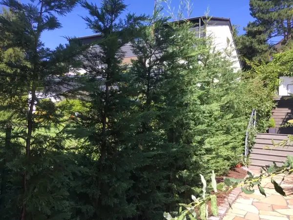 Pflanzen – Foto 2 von 3
