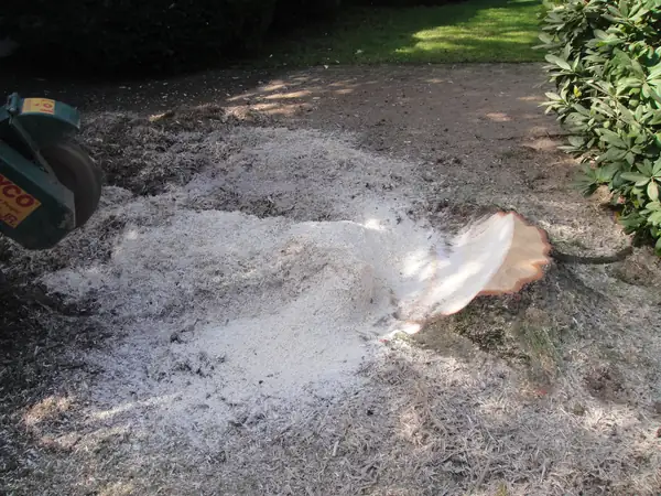 Wurzelfräsen – Foto 3 von 9